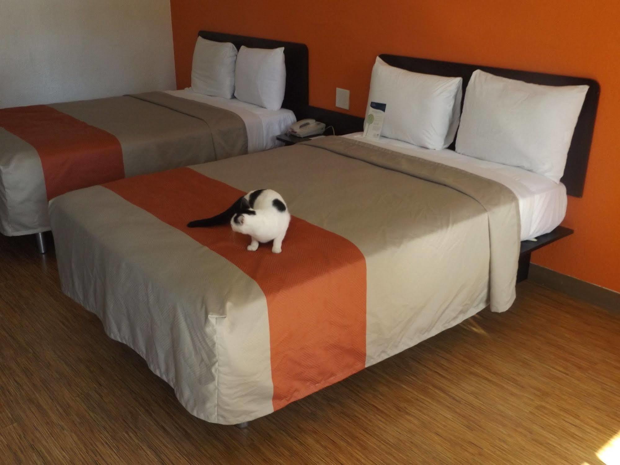 Motel 6 Glendale Az Eksteriør bilde
